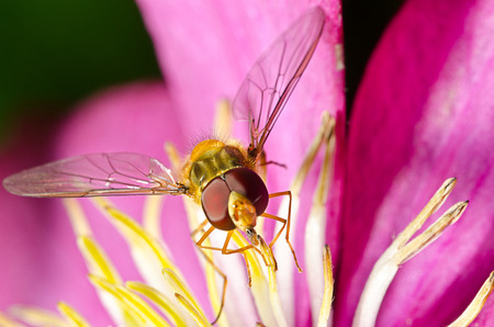 Macro of a hover-fly on a pink flowerの写真素材
