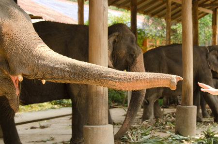 An elephnat trying to catch somebody's handの写真素材