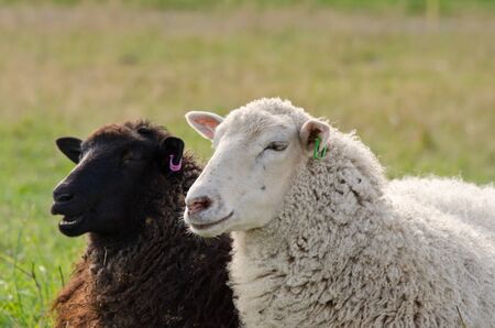 A black and a white sheeps in a Finnish farmの写真素材