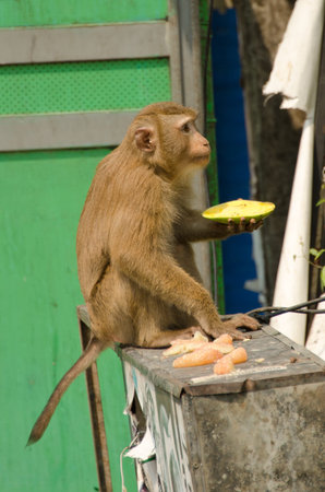 A monkey eating fruits in a Thai street