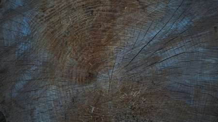 A stump in the forest, a tree in a sectionの写真素材