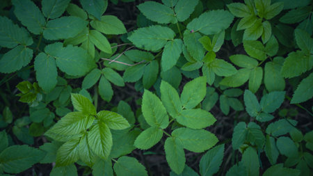 dense vegetation in the forest, top viewの写真素材