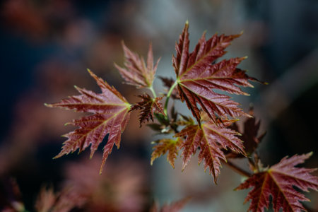 Red maple leaves in the park. High quality photoの写真素材