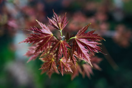 Adolescent maple leaves in detail. High quality photoの写真素材