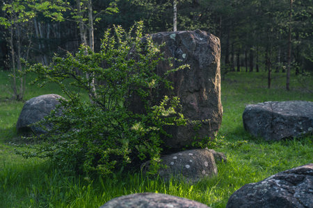 A tree growing from under a huge stone in the forest