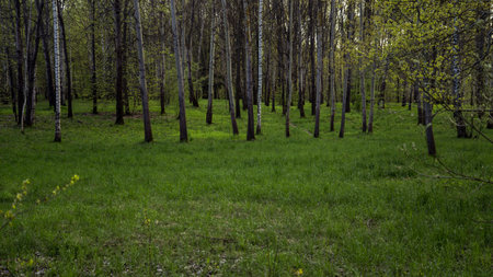 Landscape, forest in the park of stonesの写真素材