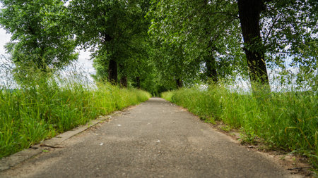 An asphalt footpath stretching into the distance, along tall, dense trees