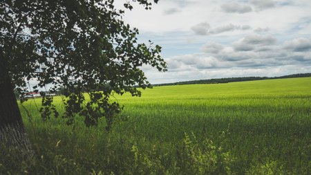 A thick tree, and behind it a large, green fieldの写真素材