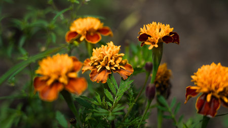 Orange flowers, Marigolds growing in a flower bedの写真素材