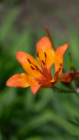 A single lily flower is orange, on a green backgroundの写真素材