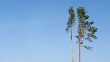 Tall fir trees against a clear morning skyの写真素材