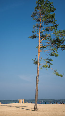 Tall, pine tree on the beach by the lakeの写真素材