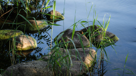 Tall grass on the stone shore of the lakeの写真素材