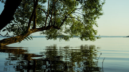 The tree leaned towards the water. A calm lake in the early morningの写真素材
