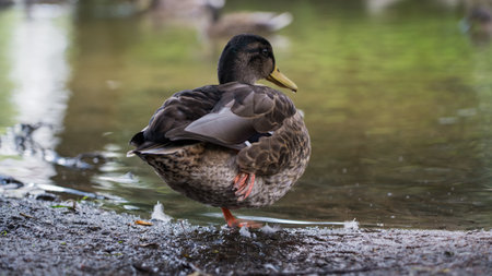 Duck, mallard stands on one paw by the riverの写真素材