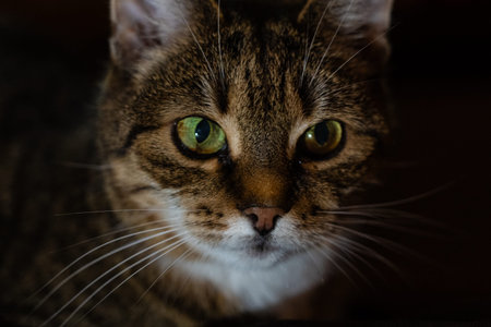 A curious cat looking into the distance in the evening in the dark