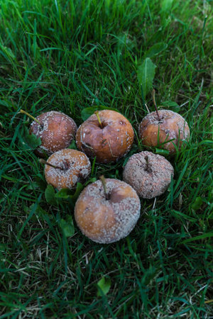 Six rotten apples stacked in a pyramid lie in the thick grass