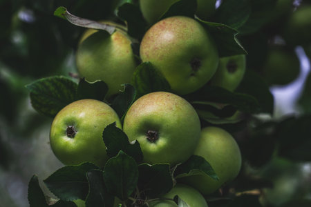 There are many apple trees on the branch. A young, fertile apple tree. Apples