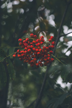 Clusters of mountain ash hang down from a branch