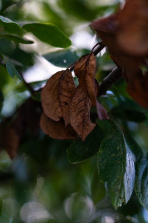 Dry foliage on an apple tree. Blue, orange leaves among the green