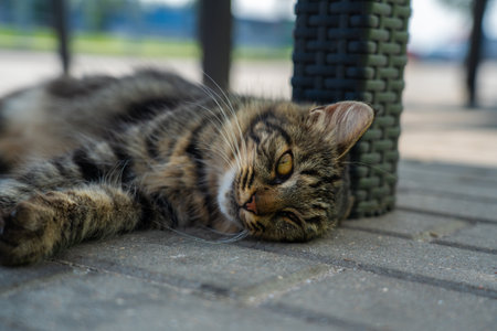 A street cat, a yard cat, lies in the shadeの写真素材