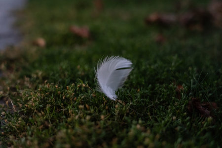 A white feather on the grass, late at night. Minimalism