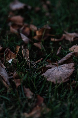 Dry foliage lies on the grass. On August 30th, in the evening. The last daysの写真素材