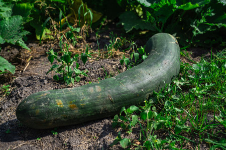 A large, long, green squash is lying in the gardenの写真素材