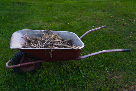 The garden wheelbarrow is completely filled with garden garbage. Dry grassの写真素材