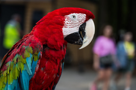 A red, bright macaw parrot