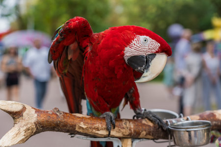 A red, bright macaw parrot in the Chelyuskintsev Childrens Park in Minskの写真素材