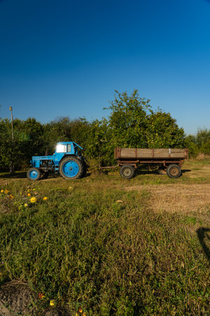 A blue, old tractor with a trailer stands near a field in the village. Morningの写真素材