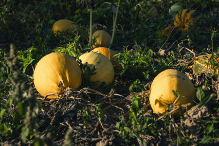 Ripe pumpkins in the garden in the village. Early in the morningの写真素材