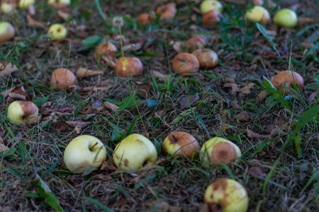 Apples, whole, lie in the grass under the apple treeの写真素材
