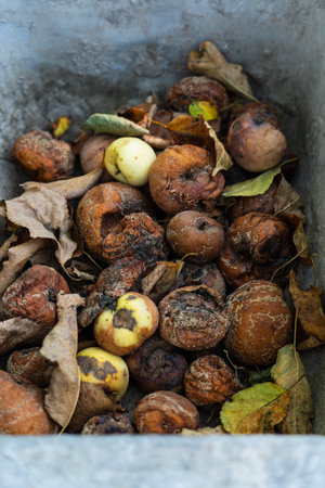 Rotten apples up close. Autumn in the village