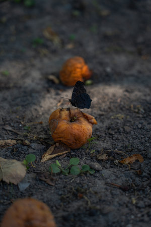 A butterfly sits on an apple. Autumn in the village, dry foliageの写真素材