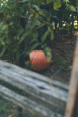 A large pumpkin grew in a greenhouse in the villageの写真素材
