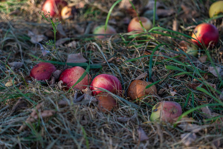 Apples, whole, lie in the grass under the apple tree