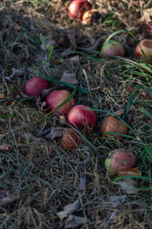 Apples, rotten and whole, lie in the grass under the apple treeの写真素材