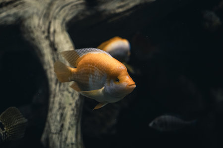 Beautiful bright orange red cichlid parrot in an aquarium. Goldfish