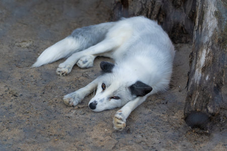 The arctic fox sleeps in the enclosure.
