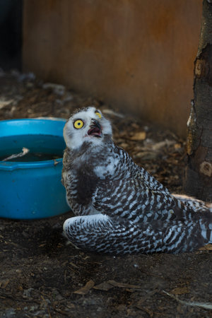 A white owl sits with its beak open.の写真素材