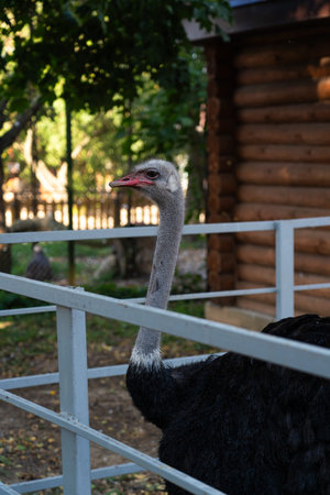 An ostrich in the Minsk zoo. Ostrich stretched over the fence at the zoo