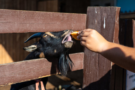 Feeding a goat at the Minsk zoo. The goat is eatingの写真素材