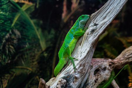 A green lizard is sitting on a branch. A small, green iguana. green colorの写真素材