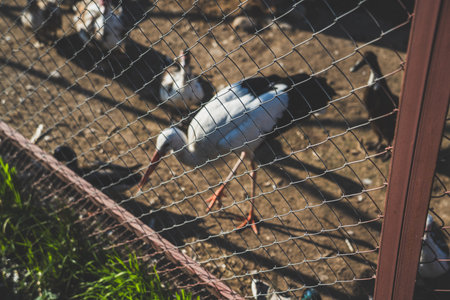 Stork behind an iron fence in the Minsk zooの写真素材