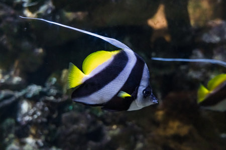 Bright beautiful butterfly Fish long-finned pennant, Heniochus acuminatusの写真素材