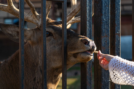 Feeding the deer by hand. A deer behind an iron fence in the Minsk zooの写真素材