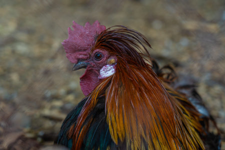 A rooster sits among the chickens