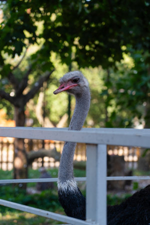 An ostrich in the Minsk zoo. Ostrich stretched over the fence at the zooの写真素材